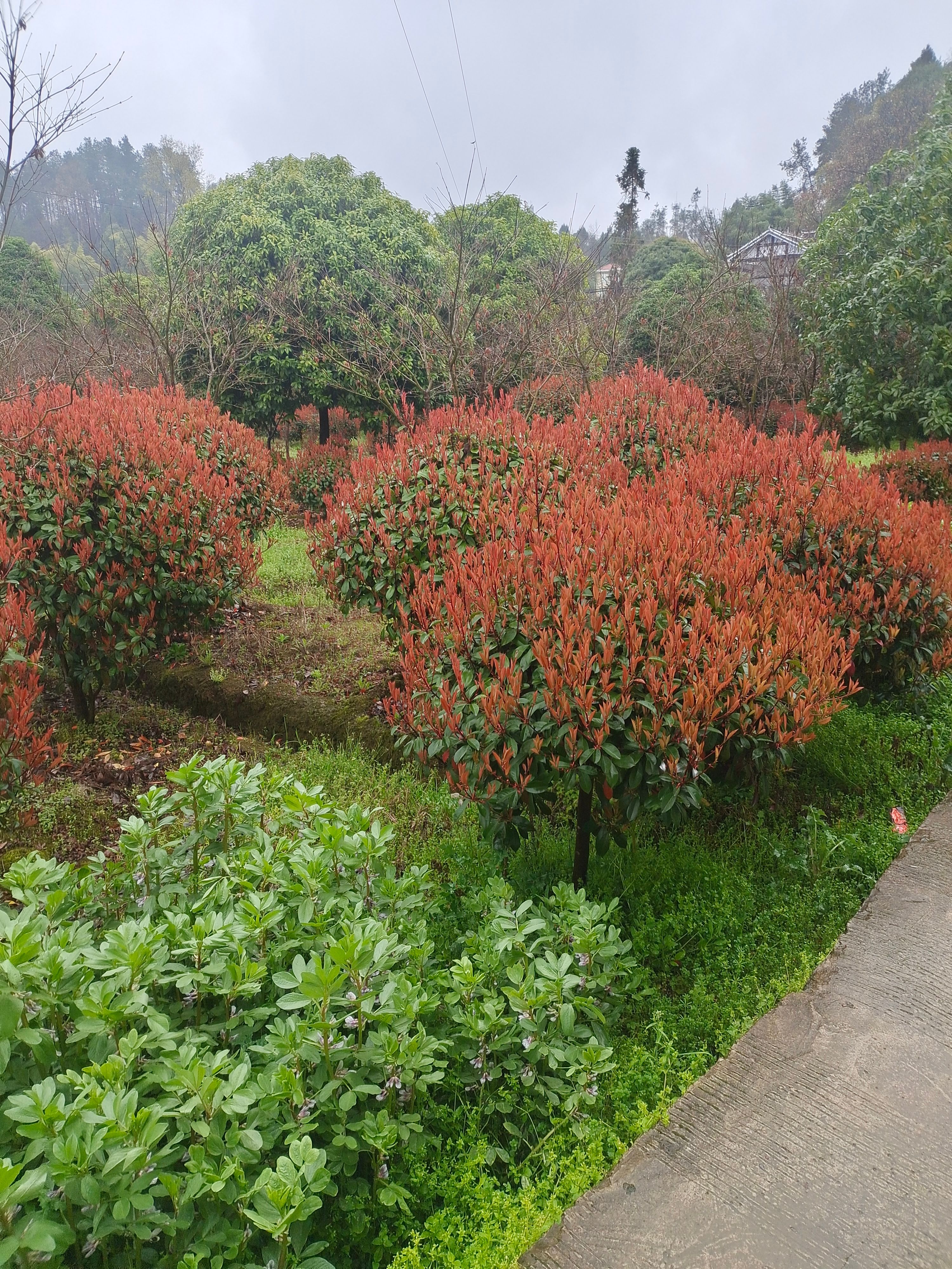 冠幅1米2红叶石楠球（苗圃直供，价格实惠）