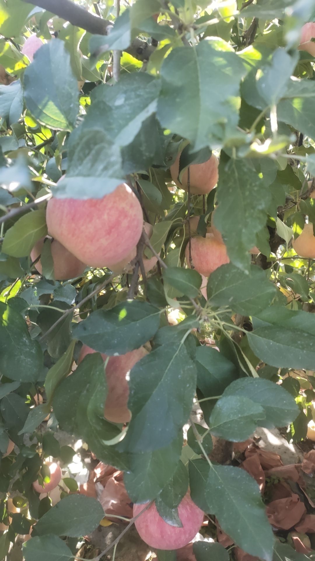 山東萊西萊陽260畝紅富士蘋果  脆甜口 全紅 片紅