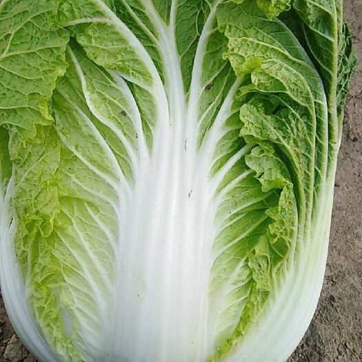 乌苏市白菜