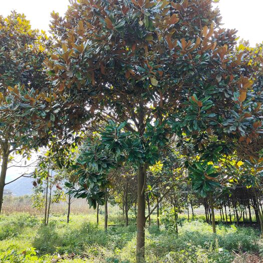 15公分广玉兰（苗圃直供，价格实惠）