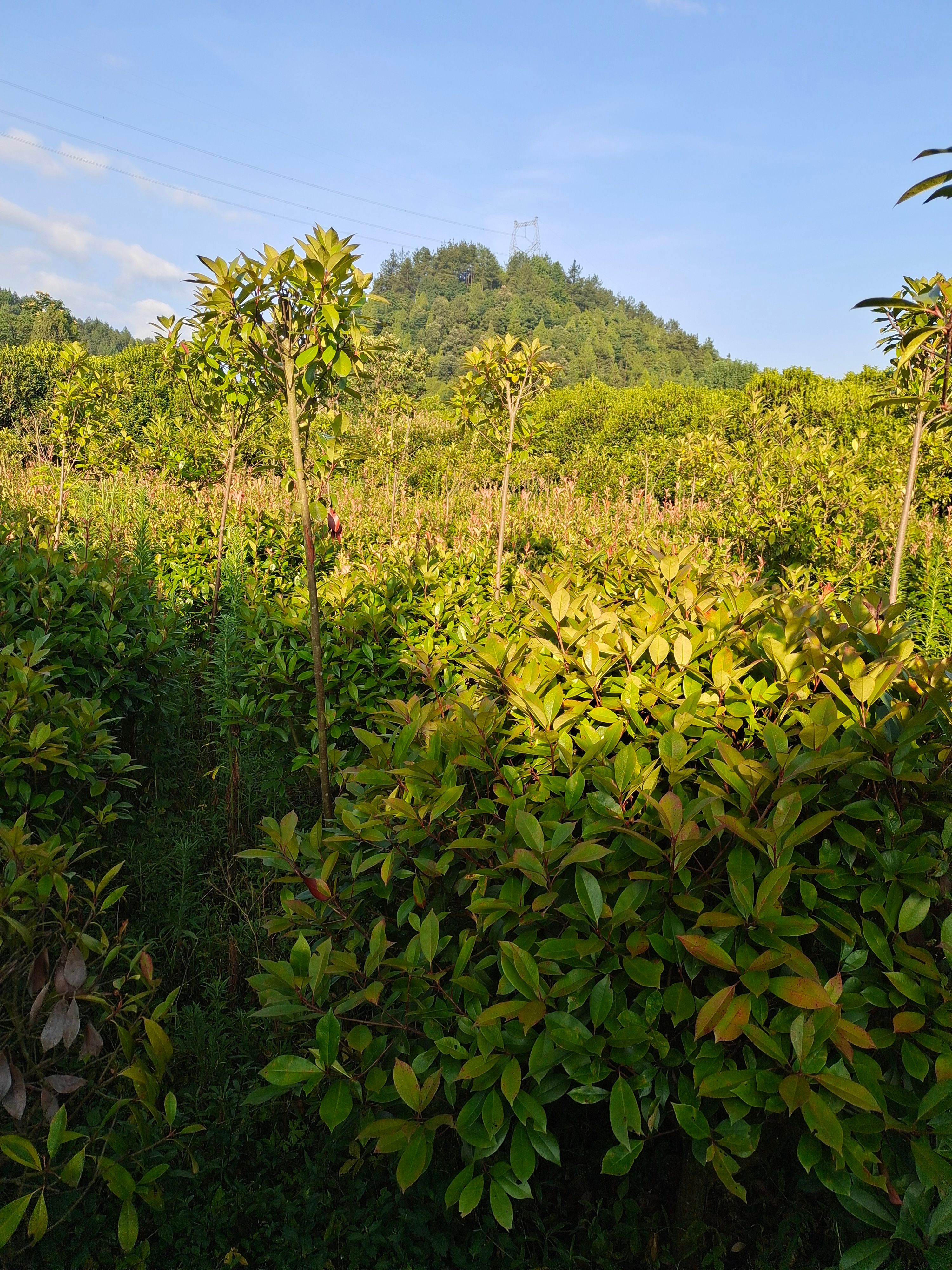 冠幅1米2红叶石楠球（苗圃直供，价格实惠）