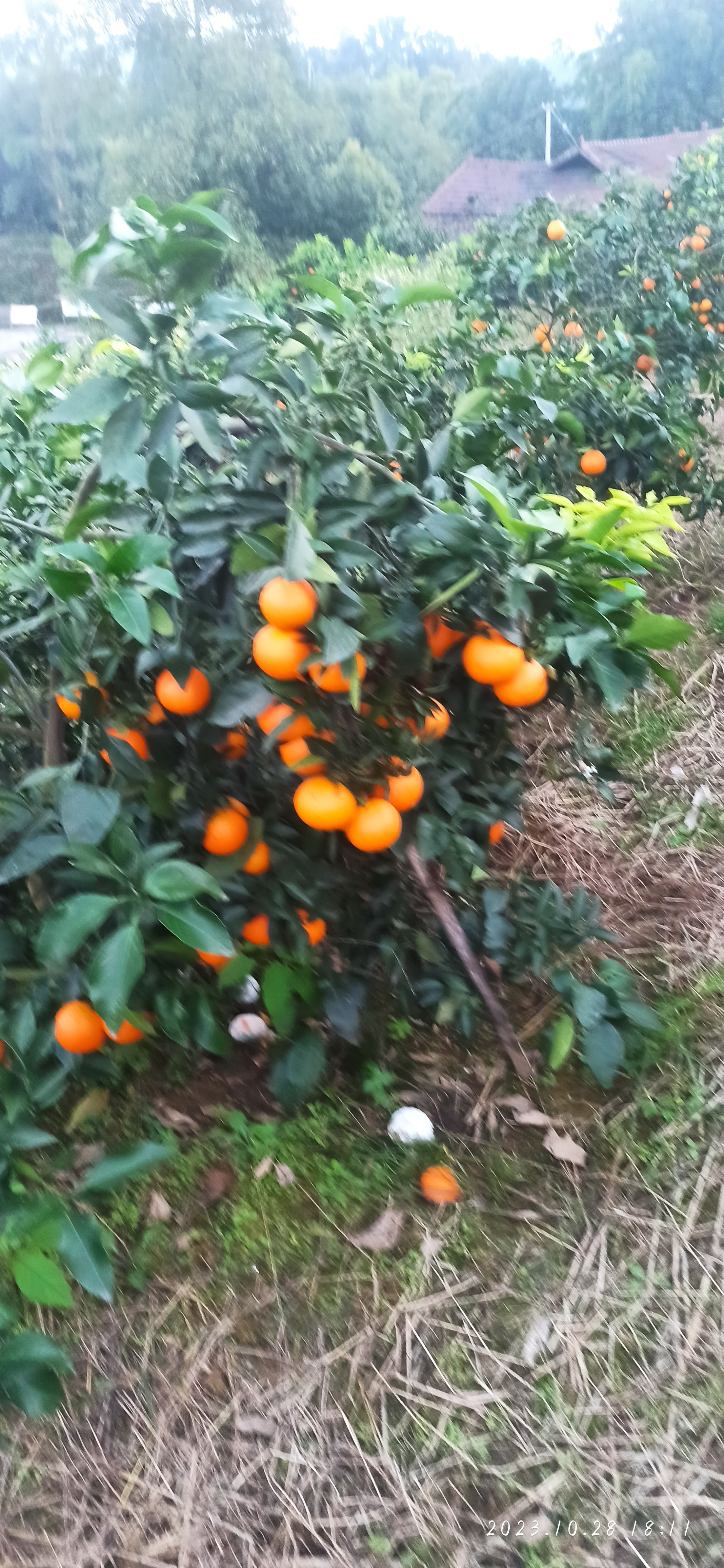 爱媛果冻橙