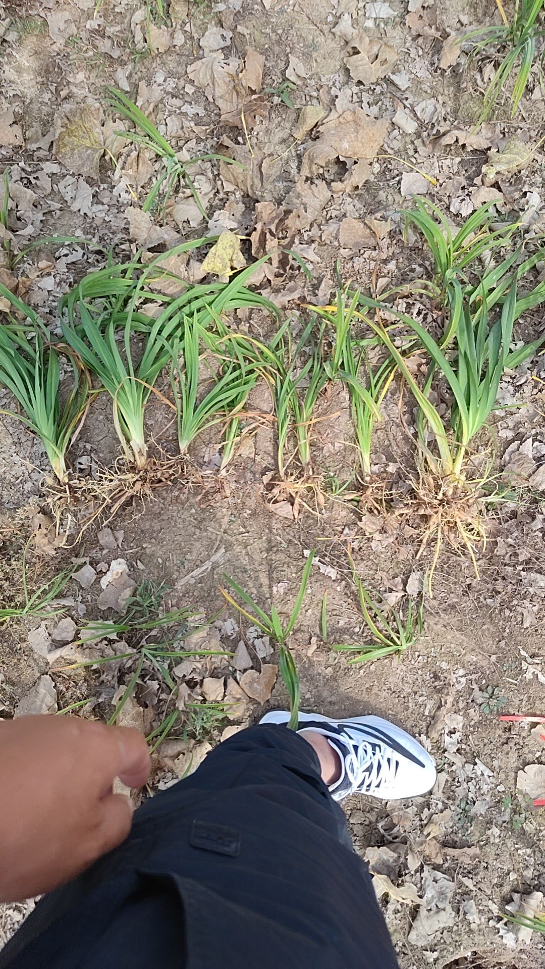 大花萱草  草花 金娃娃 萱草