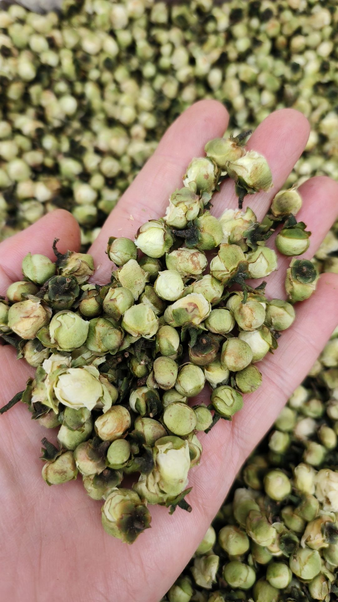 山茶花中药材精选山茶花干货茶树花泡茶泡水喝山茶花茶新货干品