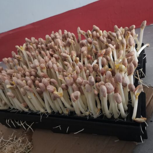枣庄水陪花生芽