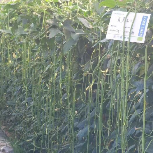豇豆种子荚荚乐8号长豇豆种子中熟品种荚长65到75厘米