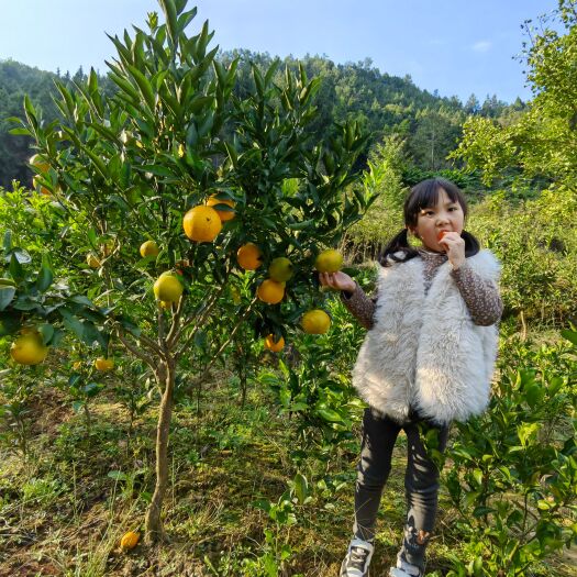 苍溪县耙耙柑柑桔苗