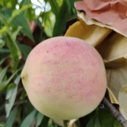 原阳县迎霜红冬桃