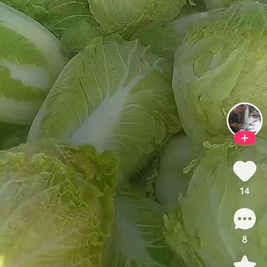望奎县东北大白菜