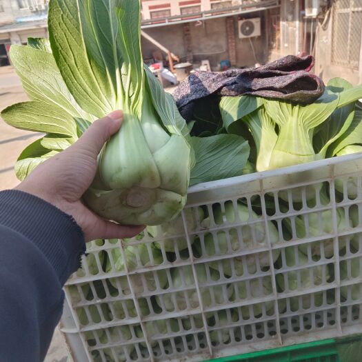 商丘大颗上海青，食品厂用上海青，大油菜，大上海青