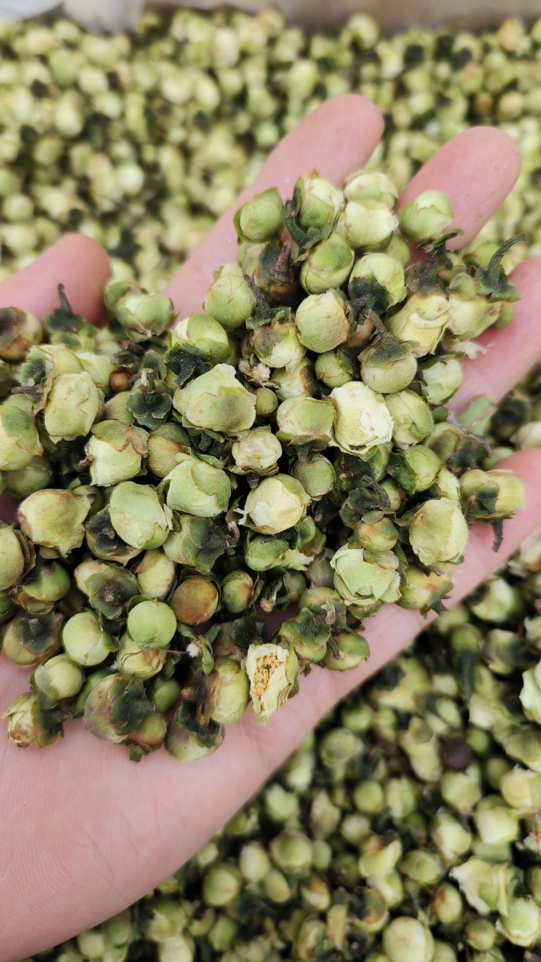 山茶花中药材精选山茶花干货茶树花泡茶泡水喝山茶花茶新货干品