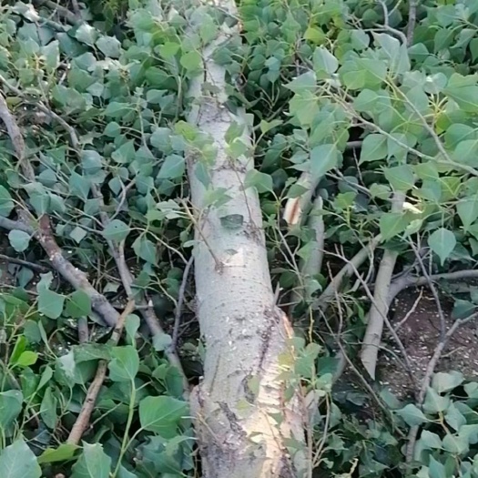 开鲁县杨树