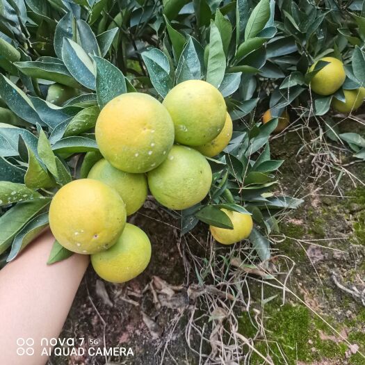 麻阳县麻阳冰糖橙纽荷尔基地直发