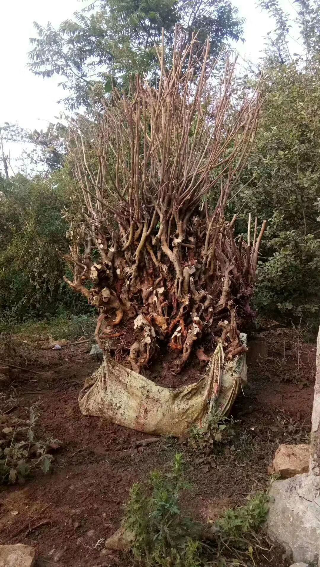国旗红杜鹃