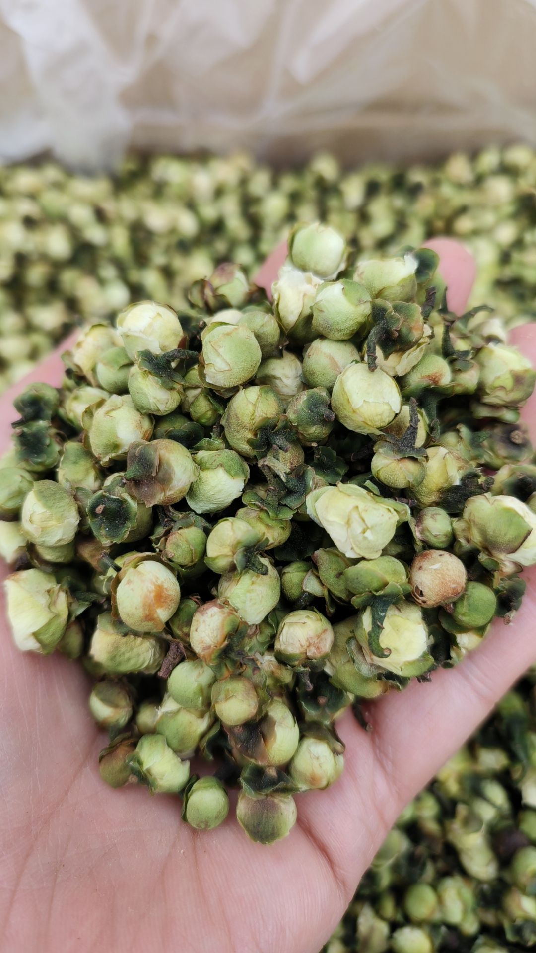 山茶花中药材精选山茶花干货茶树花泡茶泡水喝山茶花茶新货干品
