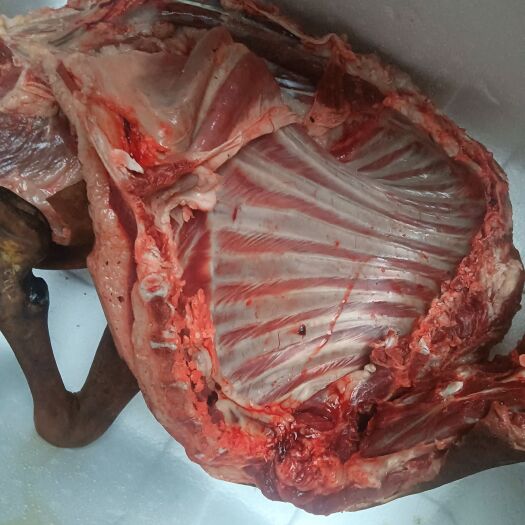 放养黑羊肉
