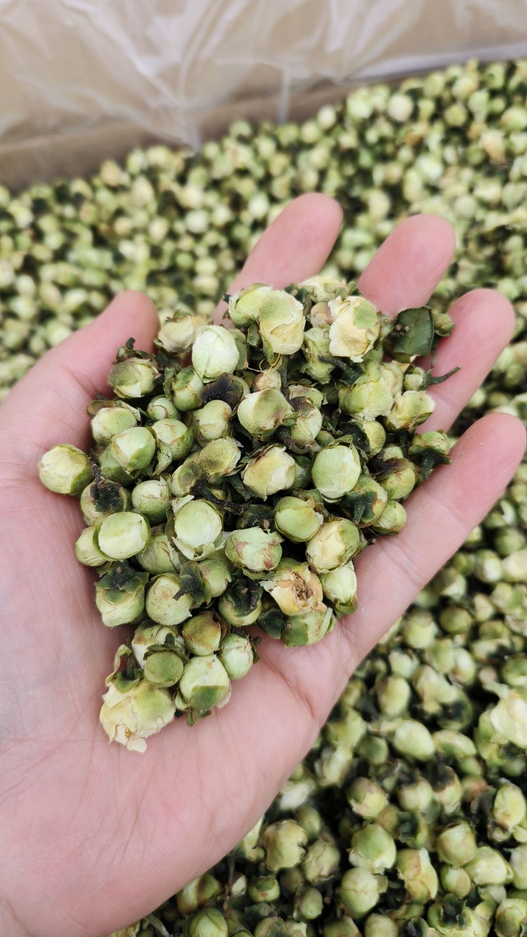 山茶花中药材精选山茶花干货茶树花泡茶泡水喝山茶花茶新货干品
