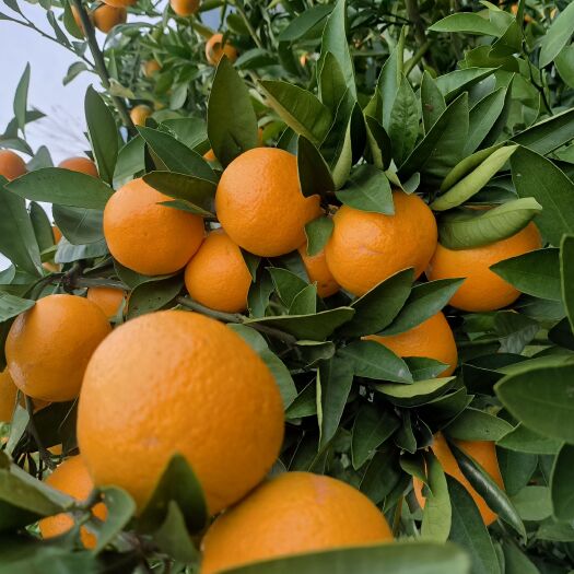 城固县橘子为柑橘特点，橘子汁多味甜，味道适中。