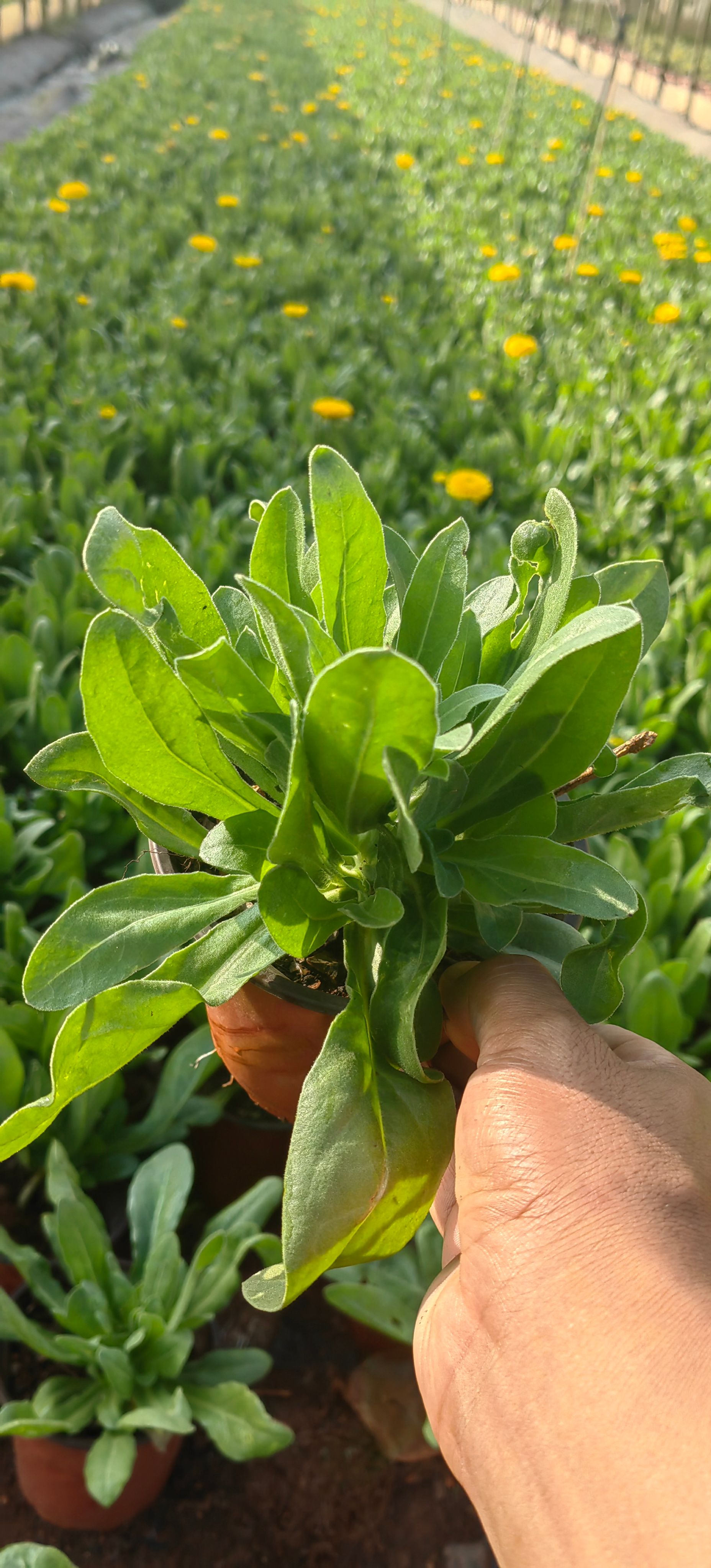 金盏菊