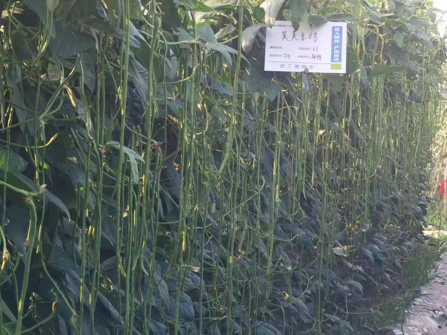 豇豆种子荚荚乐8号长豇豆种子中熟品种荚长65到75厘米