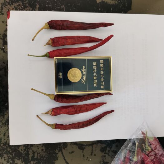高台县朝天椒