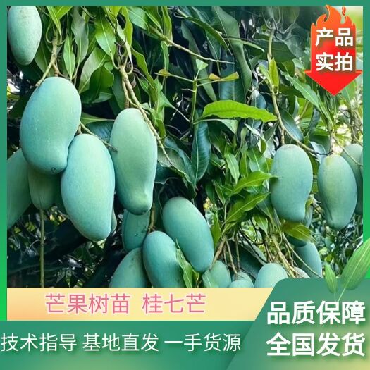容县芒果树苗