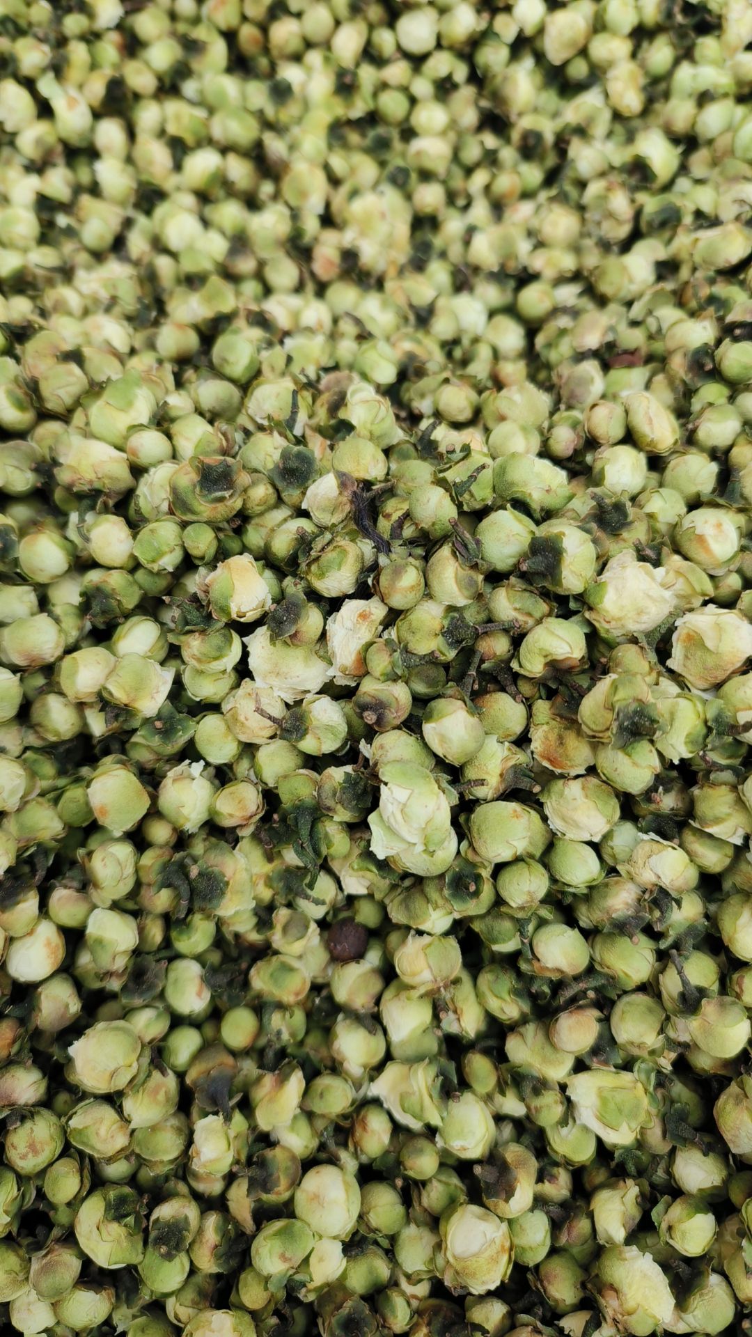 山茶花中药材精选山茶花干货茶树花泡茶泡水喝山茶花茶新货干品