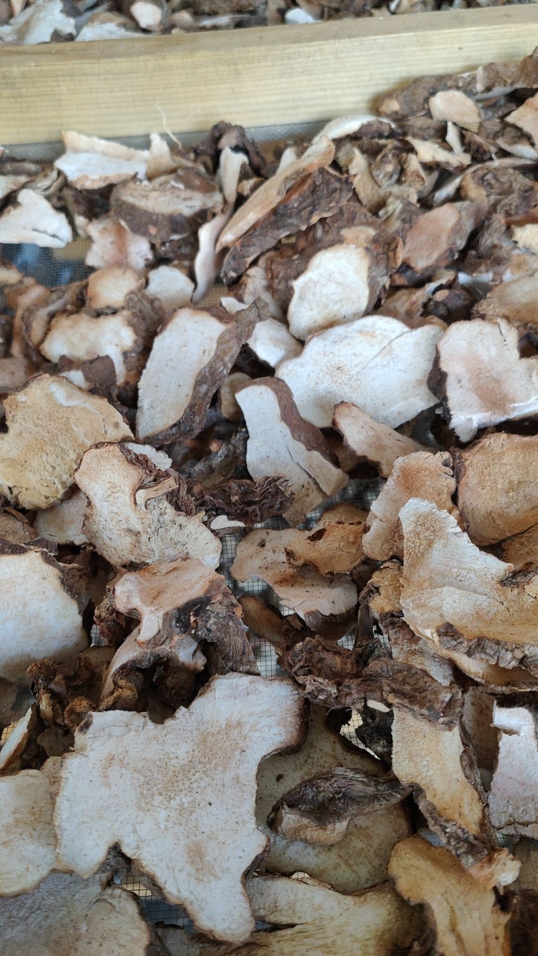 土茯苓，鮮貨上市，貨源充足！