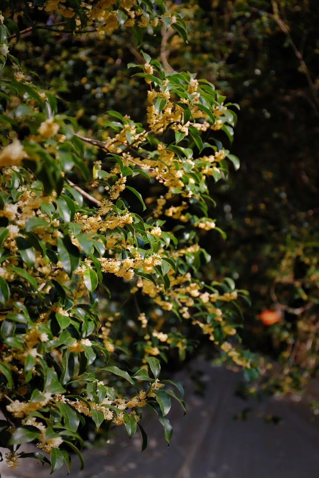 桂花红茶2024新茶武夷花香正山小种金骏眉特等野茶礼盒装