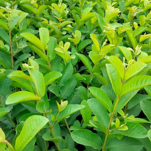 揭阳番石榴苗  四季芭乐苗（嫁接苗）
