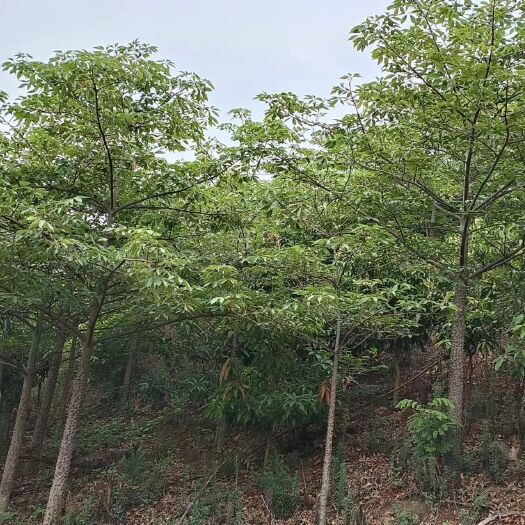 百色大量本地木棉