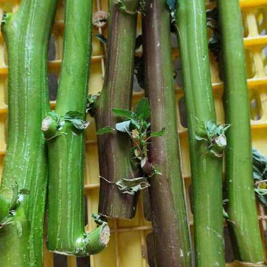 刺苋菜茎