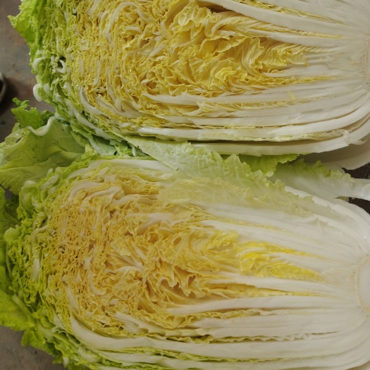 保定黄心白菜
