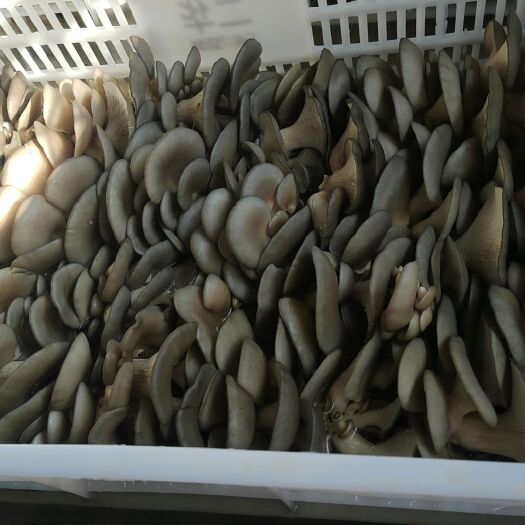 冠县平菇，玉米芯平菇，自产自销。