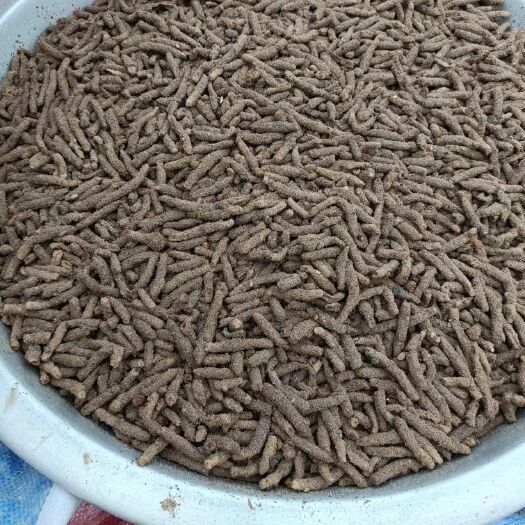 来宾新鲜蚂蚱卵出售