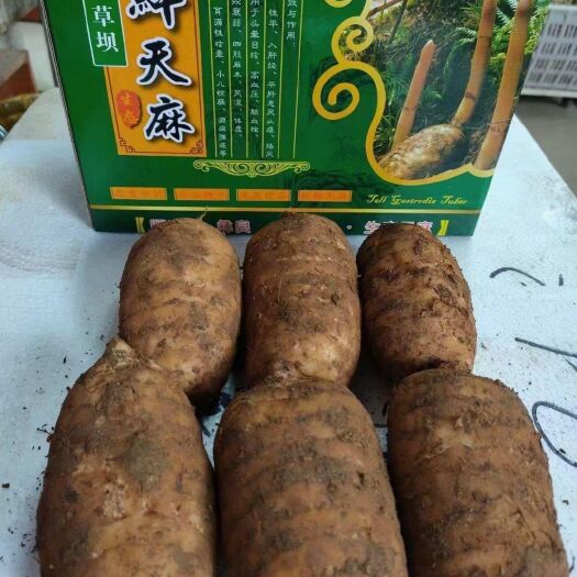 勉县中药材 高山培植