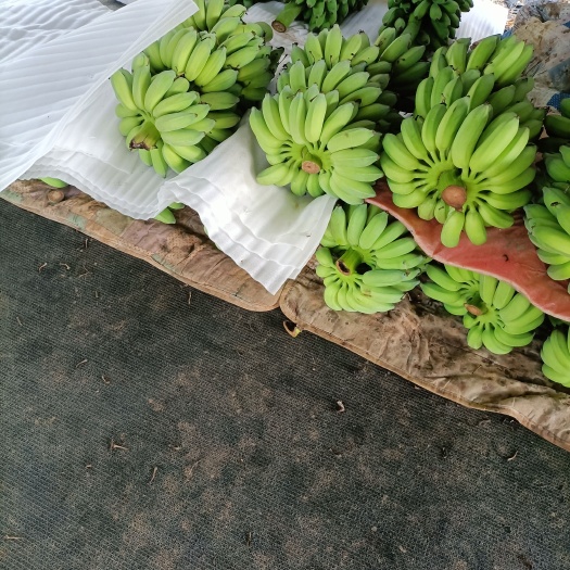 昌宁县云南保山粉蕉