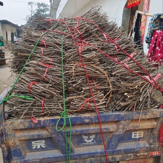 樟树市蔓荆子枝条，苗木