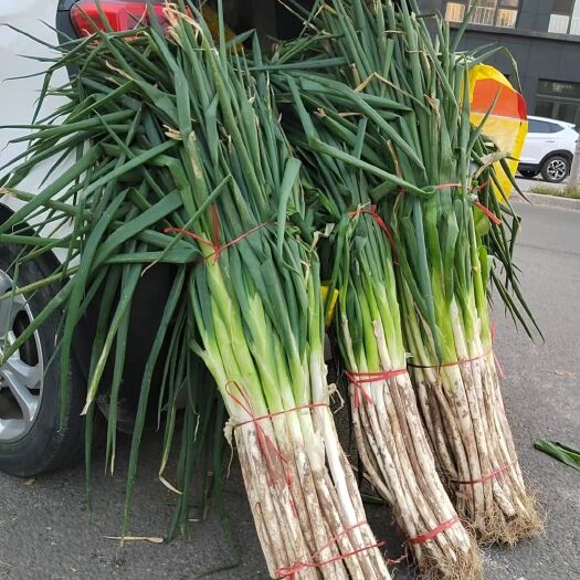 菏泽章丘大葱，