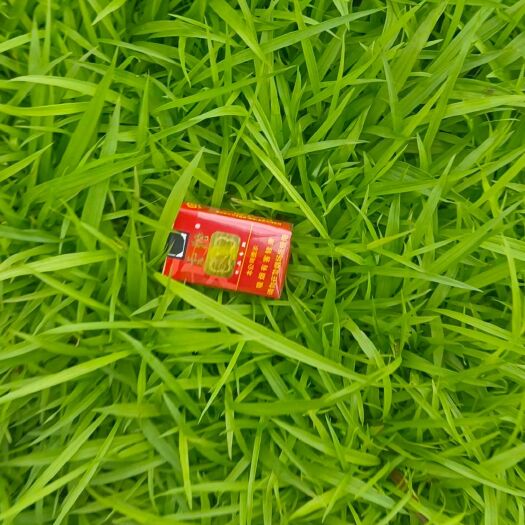 兴义市白芨种苗 大宽叶、中宽叶紫花三叉大白芨直播苗 白芨驯化苗