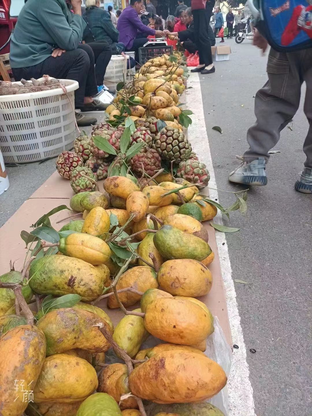 九月黄拿藤果   支持一件代发