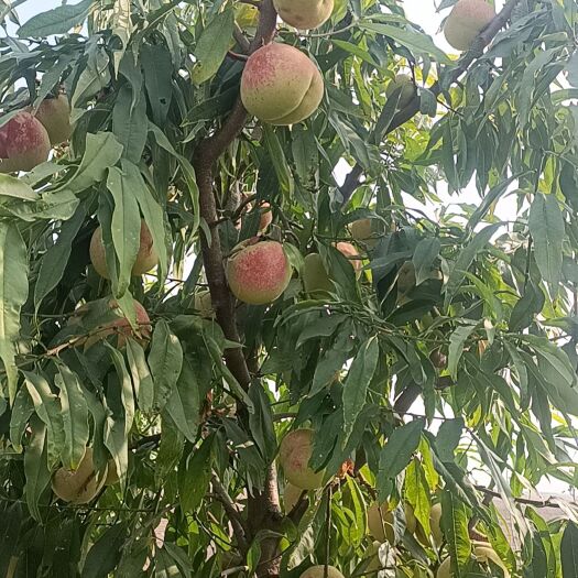 邱县冬蜜脆 冬桃 个头大，甜度好