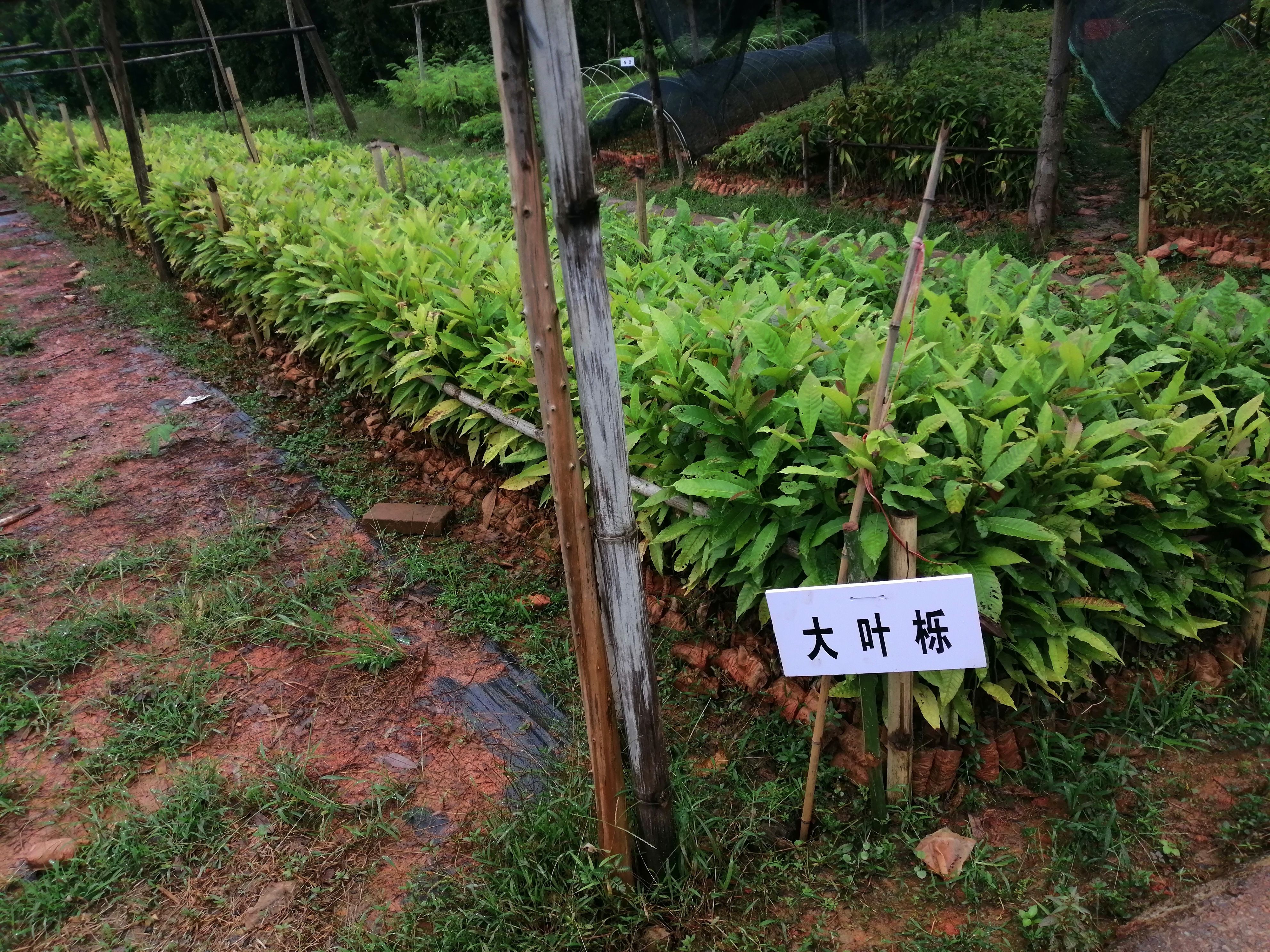 麻栎  黎栎锥 大叶栎营养杯苗！