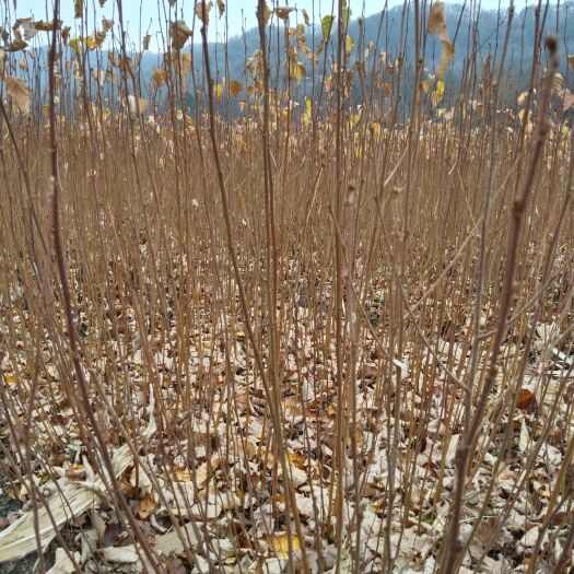 通化一年生白桦