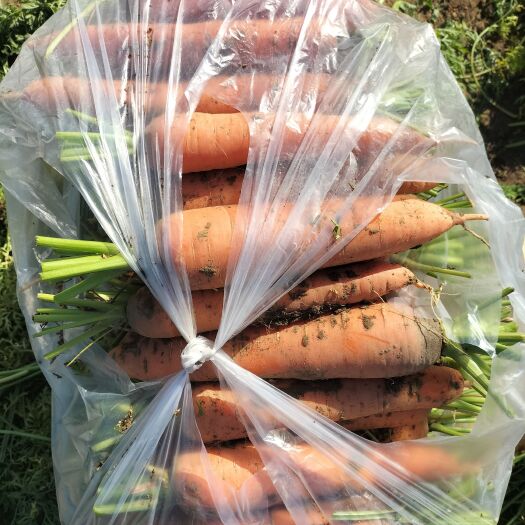 北京胡萝卜大量有货需要来联系