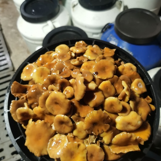 盐渍松菌来电询价