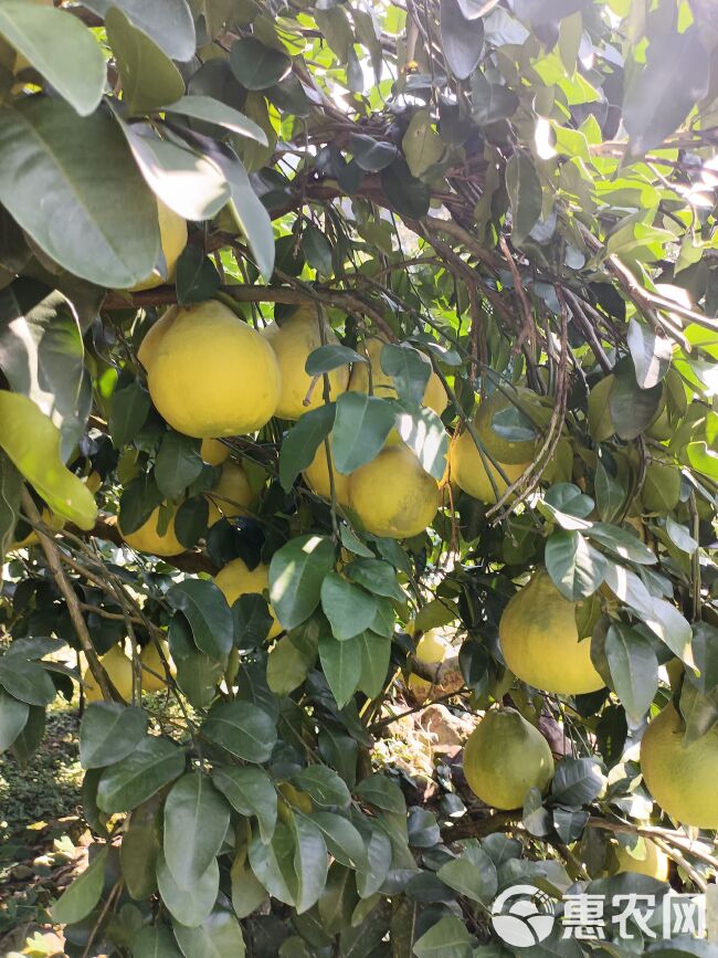 广西桂林恭城大量沙田柚供应市场，今年雨水多果头大，皮薄