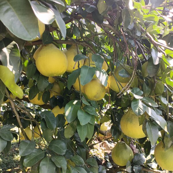 广西桂林恭城大量沙田柚供应市场，今年雨水多果头大，皮薄