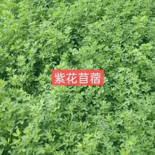 嘉祥县紫花苜蓿草种一次收割10年零下三十度安全过冬