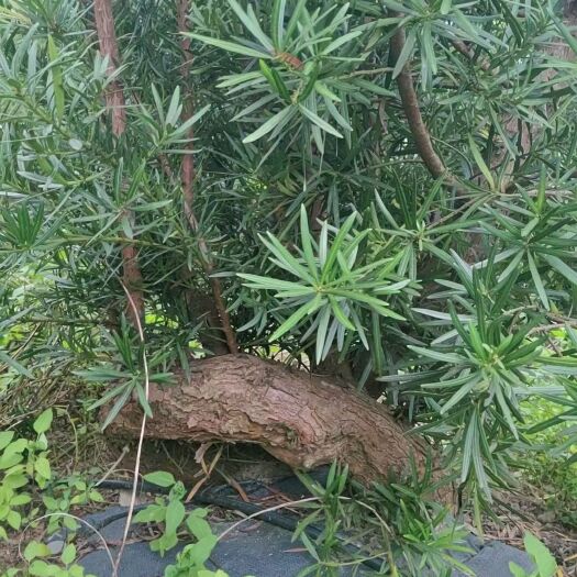 廉江市弯头罗汉松